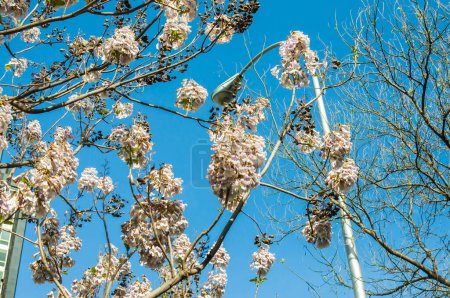 Horizontale Ansicht der obersten Äste eines Kiri Paulownia Baumes, der CO2 absorbieren kann, in voller weißer Blüte neben einem Laternenpfahl mit blauem Himmel im Castellana Madrid Spanien.