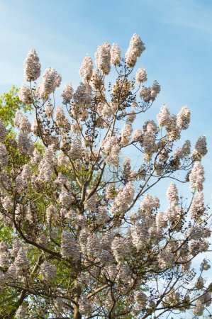 Vertikale Ansicht der Krone eines Kiri Paulownia Baumes, der CO2 absorbieren kann, in voller weißer Blüte inmitten anderer Äste mit blauem Himmel im Castellana Madrid Spanien.