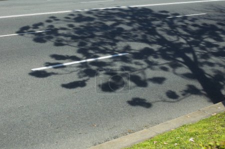 Foto de Vista horizontal de la sombra desde un árbol Kiri Paulownia capaz de absorber CO2, en plena floración sobre el pavimento de la carretera Castellana, en Madrid España. - Imagen libre de derechos