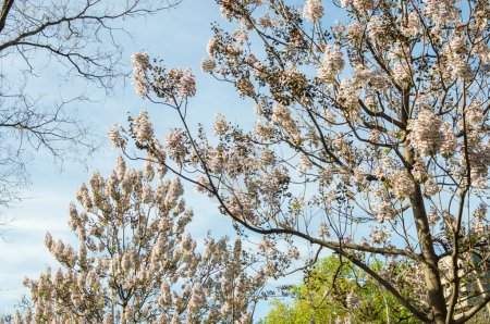 Horizontale Ansicht der Kronen einer Reihe von Kiri-Paulownia-Bäumen, die CO2 aufnehmen können, mit weißen Blütenschoten mit blauem Himmel im Castellana Madrid Spanien.