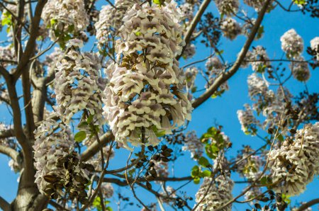 Vue rapprochée horizontale d'un arbre Kiri Paulownia capable d'absorber le CO2, plein de gousses à fleurs blanches dans le Castellana, Madrid Espagne.