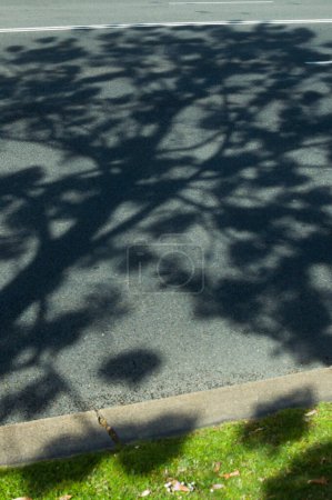 Diagonale Ansicht des Schattens von einem Kiri Paulownia Baum, der CO2 absorbieren kann, in voller Blüte über dem Pflaster der Straße Castellana in Madrid Spanien.