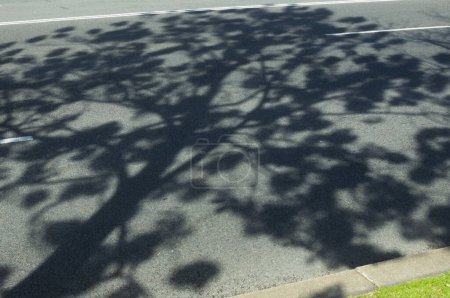 Vista diagonal de la sombra desde un árbol Kiri Paulownia capaz de absorber CO2, en plena floración sobre el pavimento de la carretera Castellana, en Madrid España.
