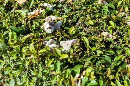 Téléchargez les photos : Vue générale des fleurs flétries d'un arbre Kiri Paulownia capable d'absorber le CO2, sur les feuilles vertes d'un buisson de haies dans le Castellana, Madrid Espagne - en image libre de droit