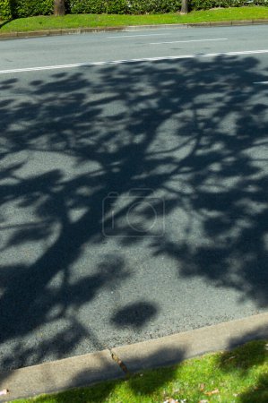 Diagonale Ansicht des Schattens von einem Kiri Paulownia Baum, der CO2 absorbieren kann, in voller Blüte über dem Pflaster der Straße Castellana in Madrid Spanien.