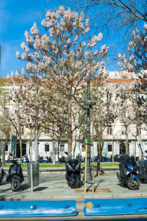 Téléchargez les photos : Un arbre Kiri Paulownia capable d'absorber le CO2, en pleine floraison avec un ciel bleu en arrière-plan et des bâtiments à la lumière dans le Catellana, Madrid Espagne - en image libre de droit