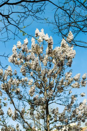 Vertikale Ansicht der Krone eines Kiri Paulownia Baumes, der CO2 absorbieren kann, in voller weißer Blüte inmitten anderer Äste mit blauem Himmel im Castellana Madrid Spanien.