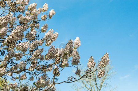 Vertikale Ansicht des oberen Teils eines Kiri Paulownia Baumes, der CO2 absorbieren kann, in voller weißer Blüte mit blauem Himmel und einer leeren rechten oberen Ecke im Castellana Madrid Spanien.