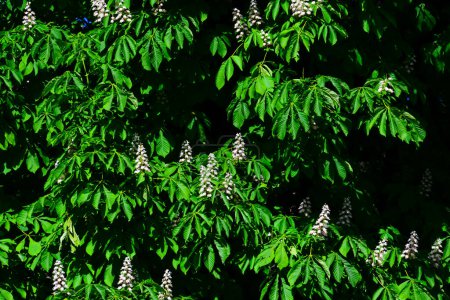 Detail of White flowers of European horse chestnut trees against a deep green background of leaves shining in bright light during an evening at the Retiro Park, in Madrid Spain.
