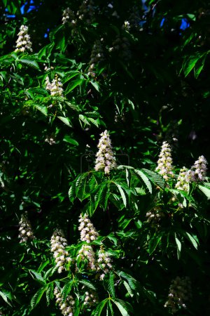 Detail of White flowers of European horse chestnut trees against a deep green background of leaves shining in bright light during an evening at the Retiro Park, in Madrid Spain.