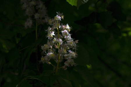 Close view of a clump of white flower blooms of a European horse chestnut tree in the dark shade at the Retiro Park, in Madrid Spain.