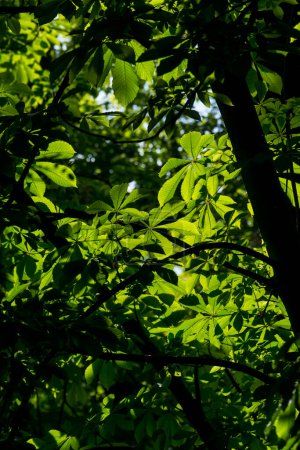 Levant les yeux sous les châtaigniers d'Europe sur un fond vert profond de feuilles et de branches en forme de silhouette sous une lumière éclatante au Parc Retiro, à Madrid, Espagne.