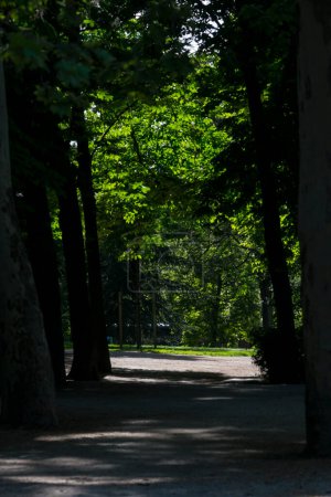 Vertical view of a path under European horse chestnut trees with silhouetted trunks and green leaves at the Retiro Park in Madrid Spain