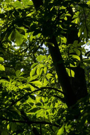 Looking up from under European horse chestnut trees against a deep green background of leaves and silhouetted branches in bright light at the Retiro Park, in Madrid Spain.