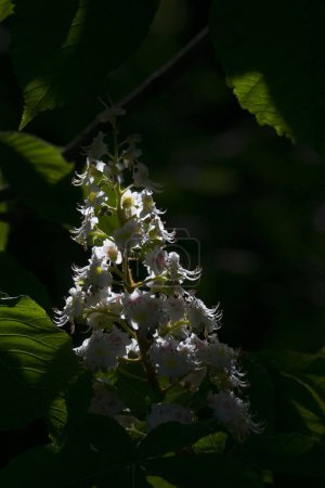 Close view of a clump of white flower blooms of a European horse chestnut tree in the dark shade at the Retiro Park, in Madrid Spain.