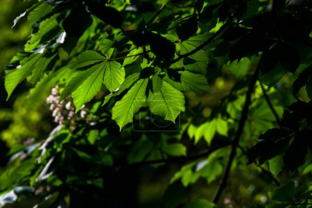 Close up look of leaves from under European horse chestnut trees against a deep green background of leaves and silhouetted branches in bright light at the Retiro Park, in Madrid Spain.