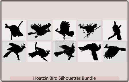 Téléchargez les illustrations : Hoatzin oiseau noir silhouette vecteur, Cigana oiseau en vue de profil, Hoatzin oiseau Opisthocomus hoazin, Silhouette - en licence libre de droit
