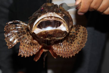 Foto de El venenoso pez escorpeno está en el mar negro - Imagen libre de derechos