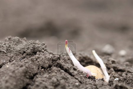 Photo for Sprouted potato ready to put in the ground - Royalty Free Image