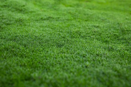 Photo for Dense juicy green grass. Perfect lawn, top view. Natural background of fresh green grass. Easter background concept. Lawn for sports. Copy space. Selective focus. Close up. View from above. Nobody. - Royalty Free Image