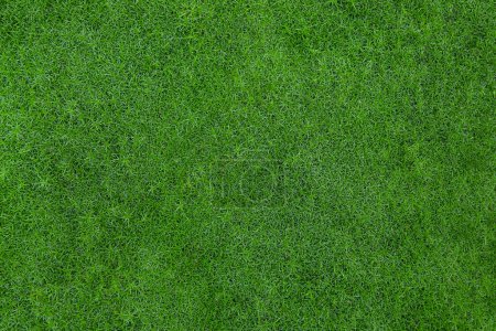 Photo for Dense green grass. Perfect lawn, top view. Natural background of fresh green grass. Easter background concept. Lawn for sports. Springtime nature pattern. Copy space. Close up. Nobody. - Royalty Free Image