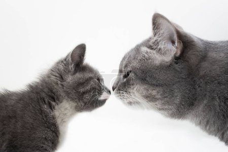 Photo for Cute kitten and adult cat look at each other closely, isolated on white background, close up. Sniffing cats. Acquaintance of domestic cats. Portrait of a cat in profile, side view. Friendship of cats. - Royalty Free Image