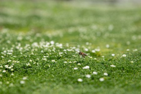 Téléchargez les photos : L'abeille volante collecte le pollen ou le nectar et pollinise les fleurs sur de l'herbe verte juteuse dans la prairie. Gros plan, mise au point sélective, DOF peu profond. Concept apiculture, agriculture ou jardinage. Espace de copie. - en image libre de droit