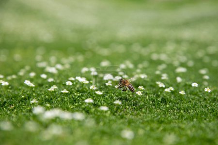Téléchargez les photos : L'abeille domestique recueille le pollen et le nectar. Une abeille pollinise les fleurs sur une herbe verte juteuse dans la prairie. Gros plan, mise au point sélective, DOF peu profond. Concept apiculture, agriculture ou jardinage. Espace de copie. - en image libre de droit