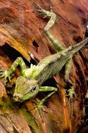 A green lizard is laying on a brown log. The lizard is small and has a green head