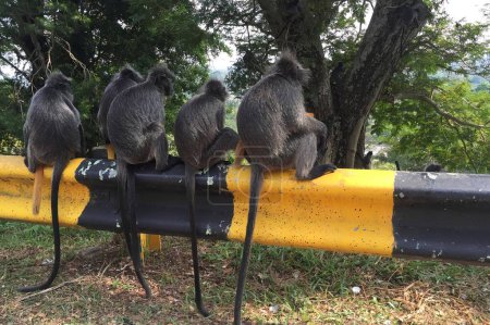 captura cautivadora de tres monos langur plateados posados en una barra amarilla sus colas colgando conjunto en un telón de fondo de árboles exuberantes y hierba en bukit melawati malaysia.