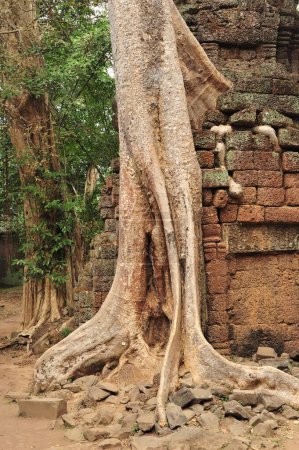 A captivating landscape of ancient tree roots entwining stone walls at Angkor Wat, Cambodia, showcasing natural and historical coexistence.