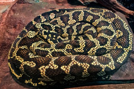 A close-up view of a Jungle Carpet Python intricately coiled atop a red rock, showcasing its detailed and vibrant pattern in a naturalistic enclosure.