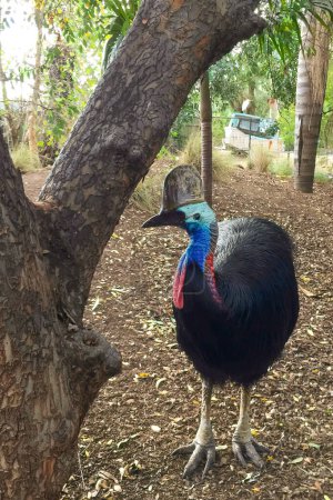 A large cassowary bird stands in a natural habitat surrounded by trees at a zoo in Sydney, New South Wales, Australia. The bird's vivid blue neck and striking features are prominent.