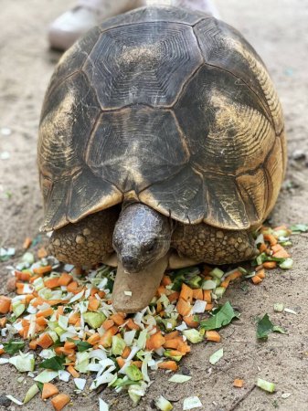 Photo for Beautiful Turtle Eating Lunch - Royalty Free Image