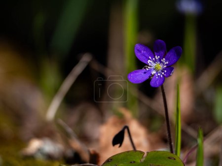 Blue anemone in the forest in spring against a blurred background