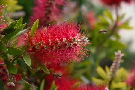 Photo for Callistemon citrinus beautiful red flower, closeup of crimson bottlebrush tree flower on blurred background. Ornamental plant, a bush with fluffy delicate flowers from Australia, thriving in Greece. - Royalty Free Image