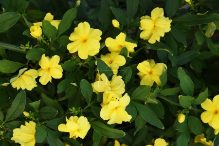 Téléchargez les photos : Gros plan Fleurs sauvages jaune vif nichées dans un épais feuillage vert foncé dans le parc grec. Fleurs florissantes de boutons d'or des Bermudes entourées de feuilles. Mauvaise herbe envahissante en fleurs. Oseille jaune, Oxalis, Sourgrass. - en image libre de droit