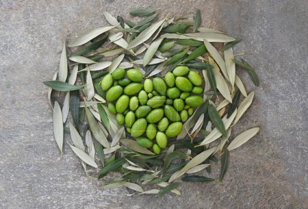 Photo for Green olives heart shaped, freshly harvested and surrounded by leaves, top view of multiple shades of green and gray. New crop of Olive fruit from Greek garden for oil production. - Royalty Free Image
