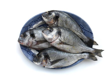 Photo for Sea Bream fish, fresh dorados on a plate, closeup on white background. Set of few whole raw Gilthead Royal fish are seasoned with spices, lemon, and olive oil. Mediterranean Cuisine. Seafood. Cooking - Royalty Free Image