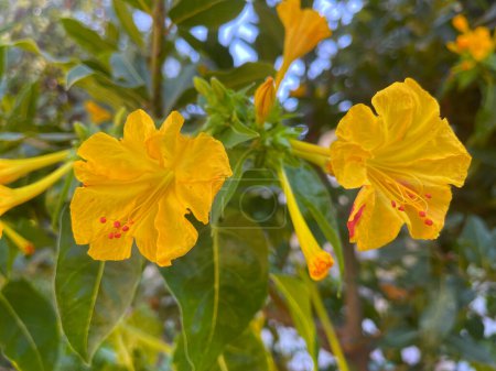 Mirabilis Jalapa flowers, closeup on green leaves background. Afternoon blooms of Four o'clock flower, its bright petals look slightly crinkled. Marvel of Peru, white, yellow, and striped varieties.