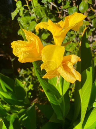 A bunch of yellow gladioli in the Greek garden. Yellow beautiful flowers on a green background.