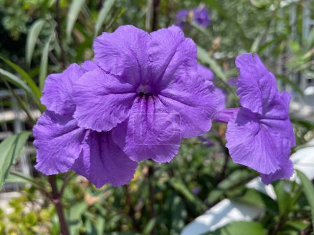Photo for Flowers of Mexican bluebell on city street, closeup on blurred background. Lavender-blue petals of Britton's wild petunia's blossoms, that live only for a day, adorning sidewalks of Athens, Greece. - Royalty Free Image