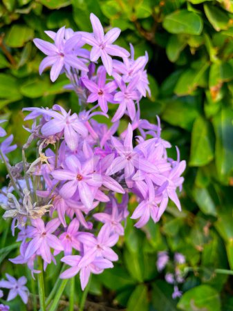 Photo for Society garlic flowers, closeup on green leaves background. Light-purple blooms of Tulbaghia violacea, or Pink Agapanthus in evening sunlight. Wild Sweet Garlic, edible plant native of South Africa. - Royalty Free Image