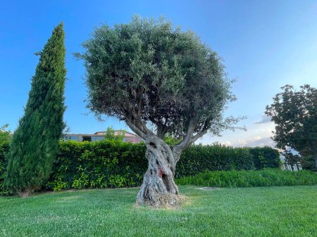 Photo for Centuries-old olive tree on a green lawn, blue sky and hedge as background. Gnarled, twisted, knobby aged trunk and semi-dried trimmed crown of silvery-green leaves of Olea europaea. Athens, Greece. - Royalty Free Image