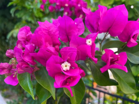 Closeup Beautiful cluster of Mediterranean Bougainvillea flowers. Vivid and bold Magenta pink bracts holding distinct delicate white crown tubes, smooth pointy deep green leaves. Blooming purple bush.