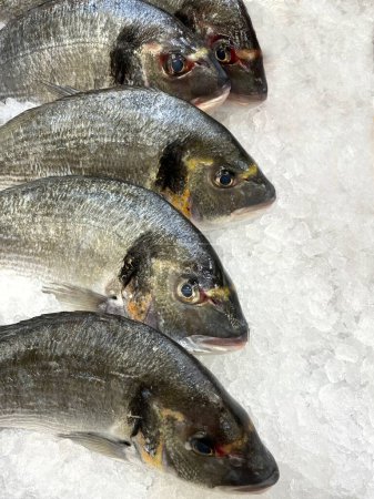 Photo for Sea bream fish, fresh dorado on ice, close-up. An assortment of several whole raw Gilthead Royal fish in a supermarket. Mediterranean Kitchen. Seafood. Cooking and Healthy eating. - Royalty Free Image