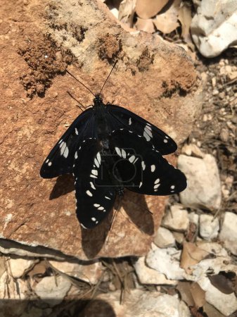 Téléchargez les photos : Paire d'accouplement de Limenitis reducta papillon - en image libre de droit