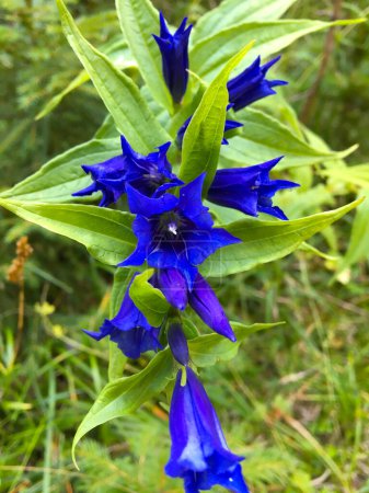 Photo for Gentian is a genus of flowering plants belonging to the gentian family Gentianaceae, with a green background. - Royalty Free Image