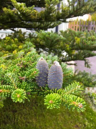 View of freshly grown cones sitting on a coniferous spruce branchCones of Korean fir (Abies koreana). A bouquet of fir trees with cones on a branch close-up on a sunny day