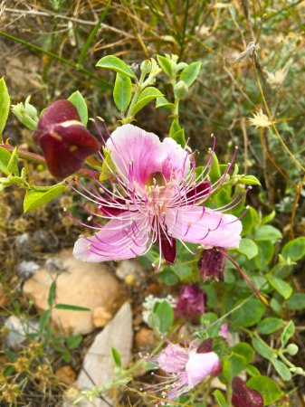 Pink caper flowers (Capparis spinosa - seeker's rose) have pinkish-white petals and many long purple stamens.